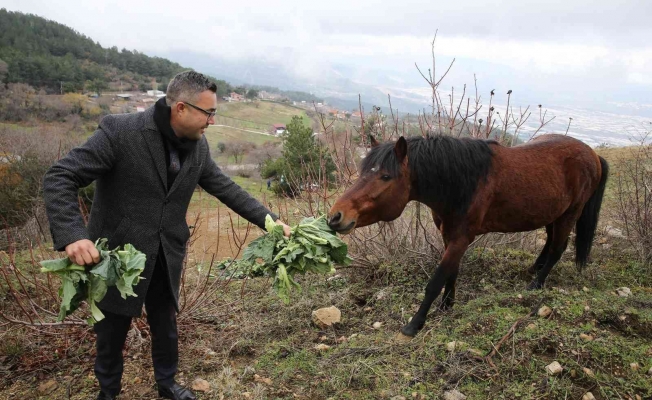 Karla kaplanan Spil’deki yılkı atlarına şefkat eli