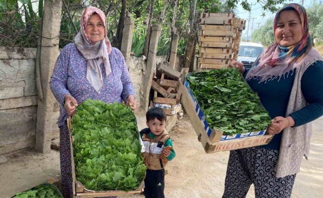 Alaşehir’de asma yaprağı ihracatı artıyor