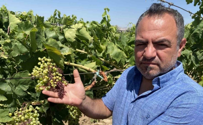 Alaşehir’de aşırı sıcaklar üzüm tanelerini  yaktı