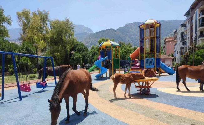 Sıcaktan bunalan yılkı atları çocuk parkına indi
