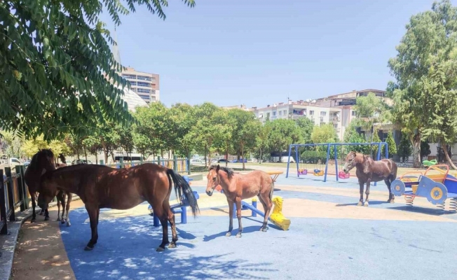 Yılkı atları çocuk parkını sevdi