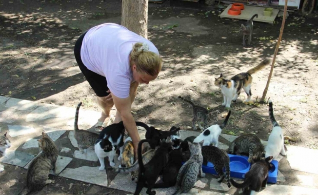 Bir sesine onlarca kedi koşuyor