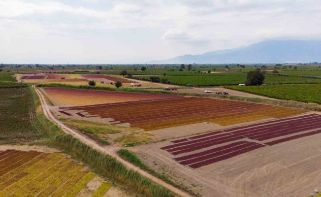 TARİŞ üzüm fiyatlarını açıkladı