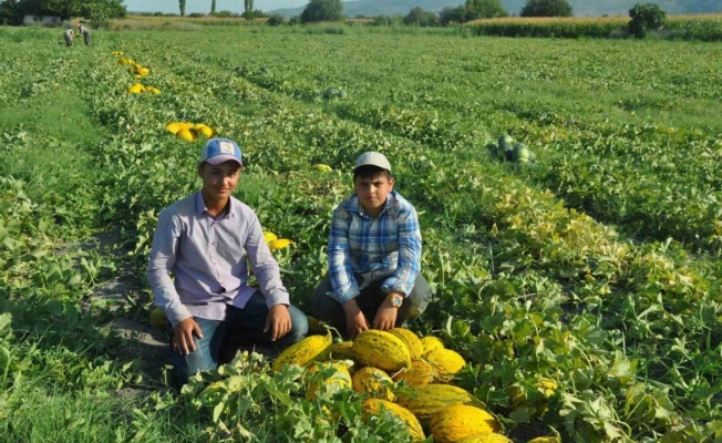 Kırkağaç kavununda ilk hasat yapıldı