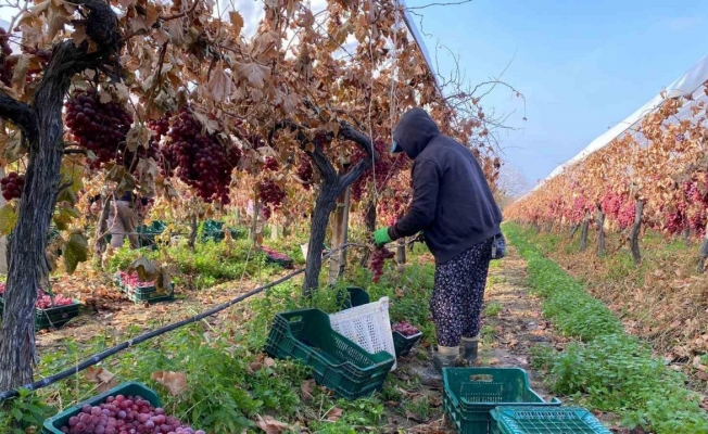 Kış geldi Sarıgöl’de üzüm hasadı devam ediyor