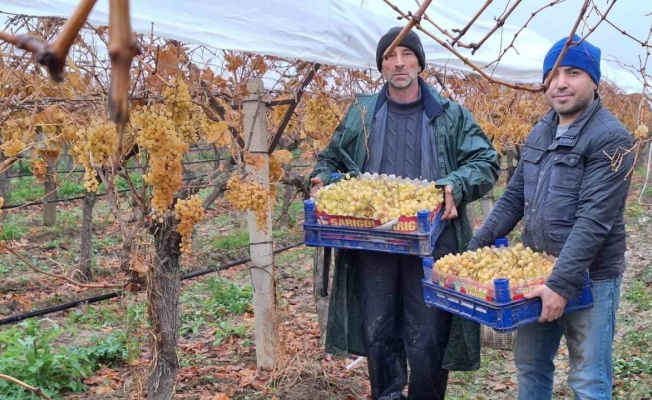 Yılbaşı üzümleri yola çıktı