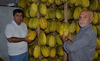 Tescilli Kırkağaç kavunları kış sofraları için askıya alınıyor