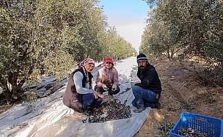 Sarıgöl’de zeytin hasadına başlandı