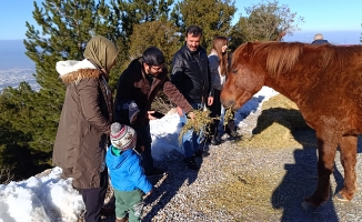 Yılkı atlarını elleriyle beslediler